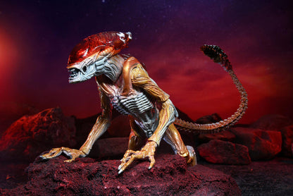 Aliens Ultimate 7" Kenner Tribute Edition Action Figure - Panther Alien